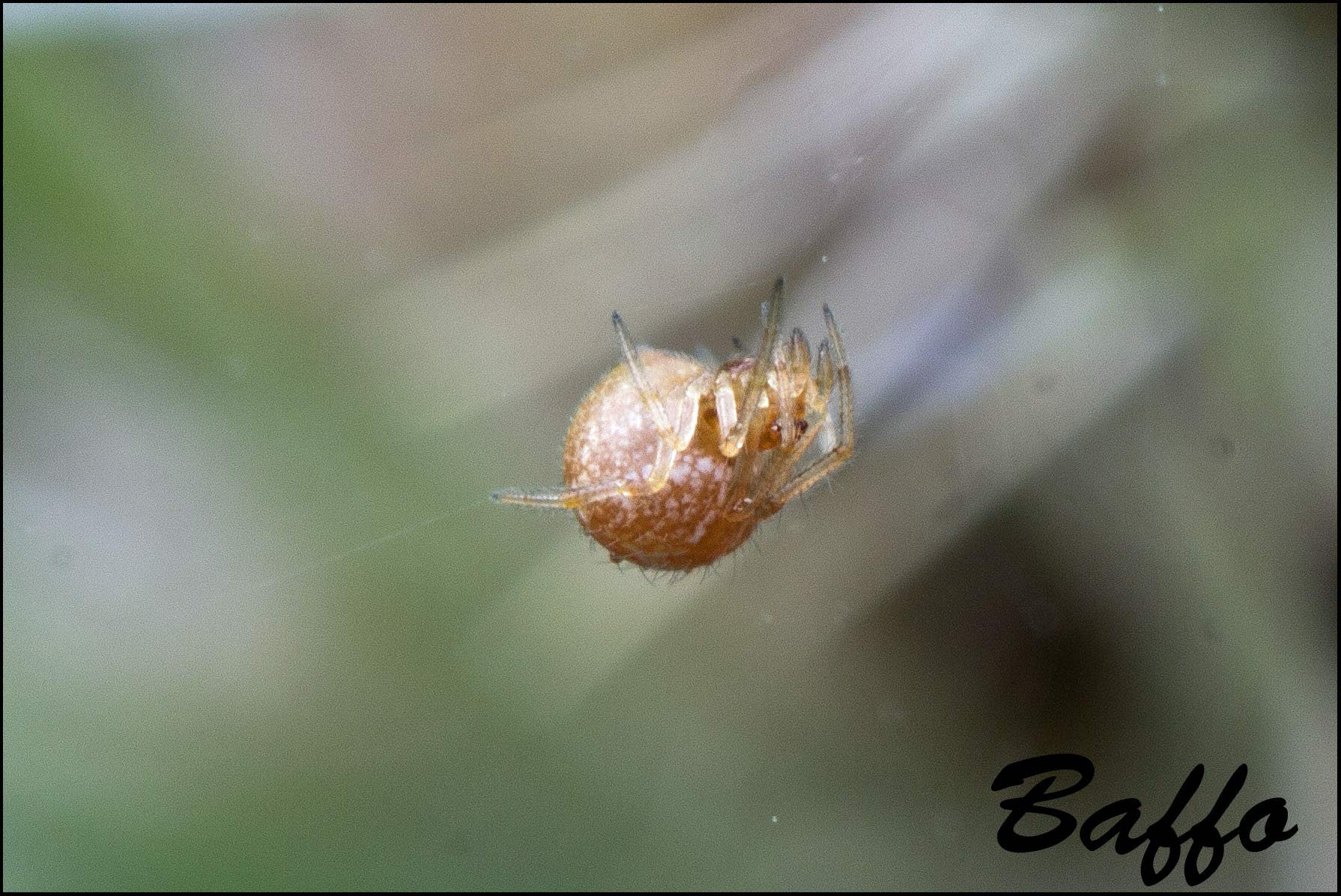 Theridiidae - Basovizza (TS)